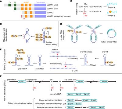 A-to-I RNA Editing in Cancer: From Evaluating the Editing Level to Exploring the Editing Effects